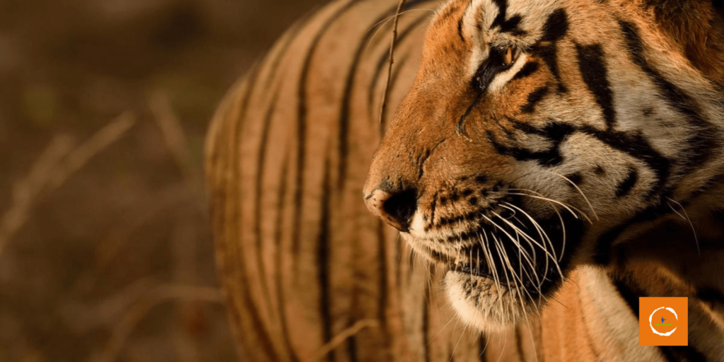 Economic Aspects of Tiger Conservation