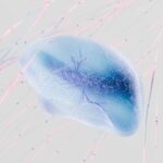 Neural Networks Basics Explained